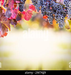 Grappes bleues de raisins de la variété Alibernet dans le vignoble. Banque D'Images