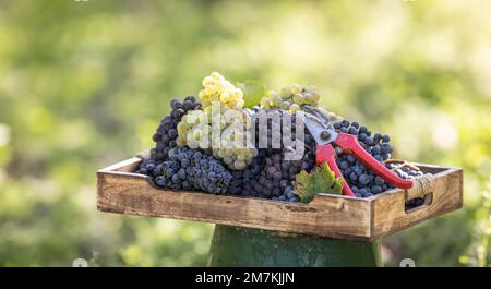 Différentes variétés de raisins fraîchement cueillis dans une boîte en bois placée dans un vignoble. Banque D'Images