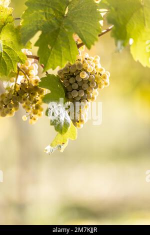 Des petits pains jaunes de raisins de Riesling rhénâtres mûrissent dans le vignoble avant la récolte. Banque D'Images