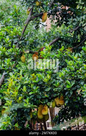 Nombreux jackfruits sur un arbre à Minas Gerais, Brésil. Le nom scientifique est Artocarpus heterophyllus Banque D'Images