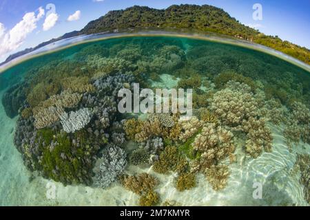 Un récif de corail composé d'une grande variété de coraux sains pousse dans les îles Salomon. Ce beau pays abrite une biodiversité marine élevée. Banque D'Images