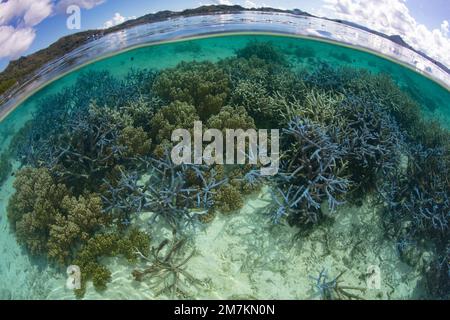 Un récif de corail composé d'une grande variété de coraux sains pousse dans les îles Salomon. Ce beau pays abrite une biodiversité marine élevée. Banque D'Images