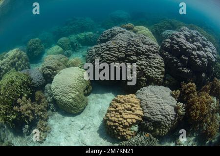 Un récif de corail composé d'une grande variété de coraux sains pousse dans les îles Salomon. Ce beau pays abrite une biodiversité marine élevée. Banque D'Images