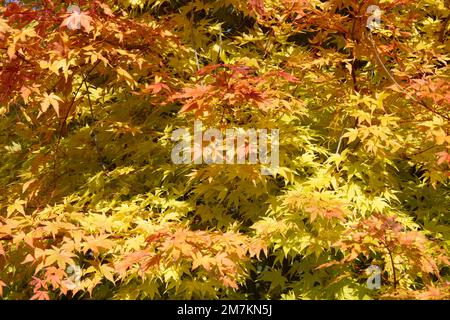 Feuillage d'automne de l'érable à écorce de corail Acer Palmatum Sango-kaku dans le jardin du Royaume-Uni octobre Banque D'Images