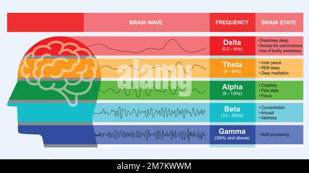 Diagramme des ondes cérébrales humaines selon différentes fréquences d'ondes, un neurologue, un neuroscientifique et un médecin étudient l'illustration du vecteur d'indication EEG cérébrale Illustration de Vecteur