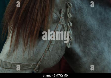 Portrait noir et blanc de cheval arabe blanc dans la fumée légère. Photo horizontale avec espace pour le texte. Banque D'Images