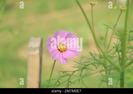 Mise au point sélective sur la fleur rose cosmos Banque D'Images