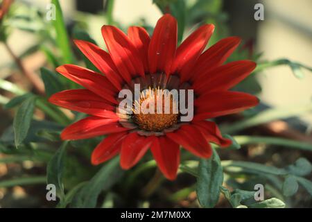 Fond de fleurs de gazania orange rouge Banque D'Images