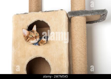 Un joli chat bengale en vêtements repose dans une maison de chat. Banque D'Images