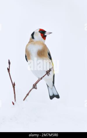 Goldfinch (Carduelis carduelis) perché sur des branches de haies par temps neigeux, Berwickshire, Scottish Borders, Écosse, décembre 2012 Banque D'Images