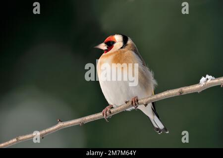 Goldfinch (Carduelis carduelis) perchée sur des brindilles dans une haie de jardin par temps neigeux, Berwickshire, Scottish Borders, Écosse, décembre 2012 Banque D'Images