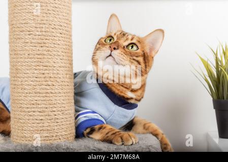 Un chat Bengale adulte en vêtements repose sur un grattoir. Banque D'Images