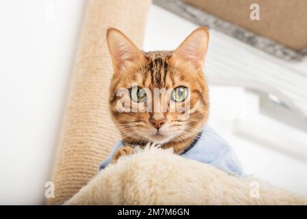 Un chat Bengale adulte en vêtements repose sur un grattoir. Banque D'Images