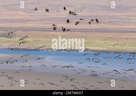 Bernaches à frondes blanches du Groenland (Anser albifrons flavirostris) survolant le Loch Gruinart avec des bernaches de Barnacle, réserve RSPB, île d'Islay, Hébrides Banque D'Images