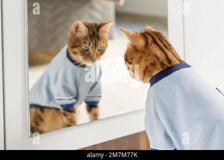 Le chat Bengale en vêtements regarde sa réflexion dans le miroir. Mise au point sélective. Banque D'Images