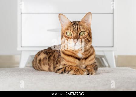 Le charmant chat rouge se trouve à l'étage de la chambre. Copier l'espace. Banque D'Images