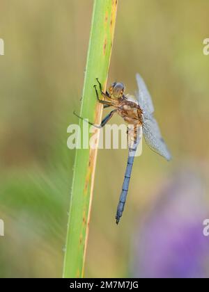 Une nature magnifique scène avec Keeled skimmer (Orthetrum coerulescens). Plan Macro sur Keeled skimmer (Orthetrum coerulescens) fleur. Banque D'Images