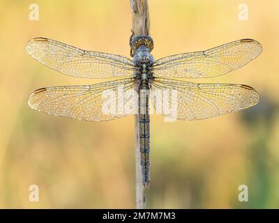 Une nature magnifique scène avec Keeled skimmer (Orthetrum coerulescens). Plan Macro sur Keeled skimmer (Orthetrum coerulescens) fleur. Banque D'Images