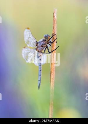 Une nature magnifique scène avec Keeled skimmer (Orthetrum coerulescens). Plan Macro sur Keeled skimmer (Orthetrum coerulescens) fleur. Banque D'Images