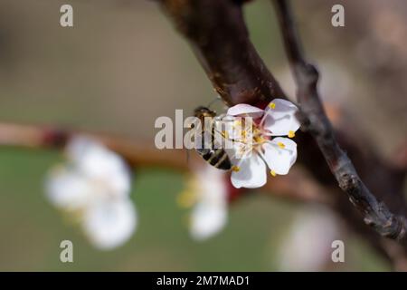 Une abeille recueille le nectar d'une fleur d'abricot. Banque D'Images