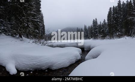 Rivière de montagne à travers la forêt en déneigement en hiver. Les grands arbres de Noël sont couverts de neige blanche et de brouillard couvre les collines. Banque D'Images