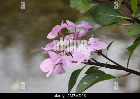 Fleurs d'été de Lacecap hydrangea, Hydrangea macrophylla 'Zorro' dans le jardin du Royaume-Uni août Banque D'Images