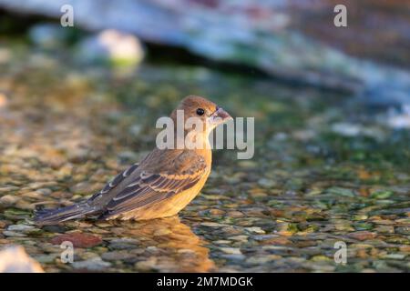 01533-00806 Blue Grosbeak (Passerina caerulea) bain féminin Marion Co. IL Banque D'Images