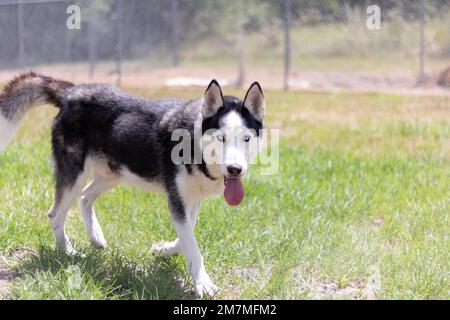 Chien sans abri à l'abri à l'extérieur jouant dans la cour en attendant l'adoption Banque D'Images