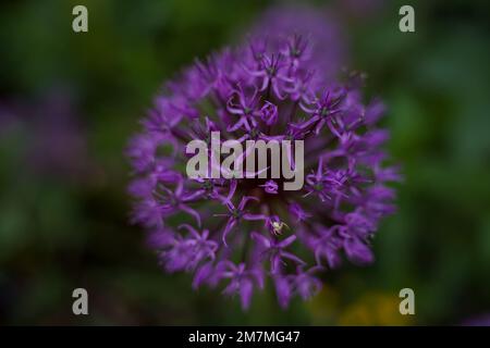 Noeud décoratif Allium. Belle fleur résumé arrière-plan de la nature. Floriculture, lit de fleur de maison. Mise au point sélective Banque D'Images