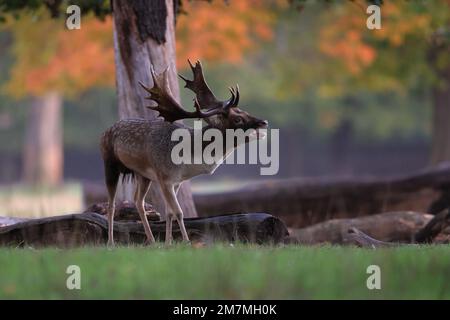 Le cerf de Virginie européen, également connu sous le nom de cerf de Virginie ou simplement de cerf de Virginie, est une espèce de mammifère de ruminants appartenant à la famille des Cervidae Banque D'Images
