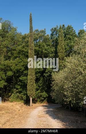 Cyprès dans oliveraie, Sasso d'Ombrone, province de Grosseto, Toscane, Italie Banque D'Images