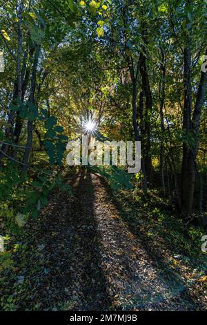 Europe, Allemagne, Allemagne du Sud, Bade-Wurtemberg, Alb souabe, Bissingen an der Teck, forêt de montagne d'automne sur l'Alb souabe Banque D'Images