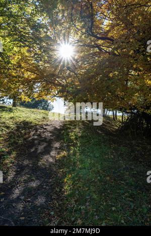 Europe, Allemagne, Allemagne du Sud, Bade-Wurtemberg, Alb souabe, Bissingen an der Teck, forêt de montagne d'automne sur l'Alb souabe Banque D'Images