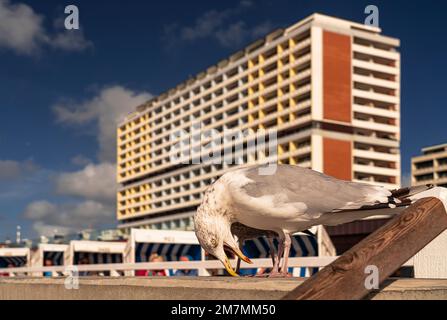 Promenade, Westerland, île de Sylt Banque D'Images