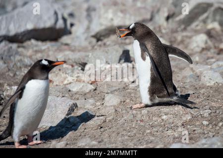 Manchot de Gentoo Pygoscelis papouasie dans le port de Neko Antarctique transportant de la roche à nicher Banque D'Images