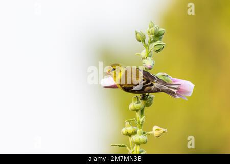 01640-17419 femelle d'American Goldfinch (Spinus tristis) sur Hollyhock (Alcea sp.) Marion Co IL Banque D'Images