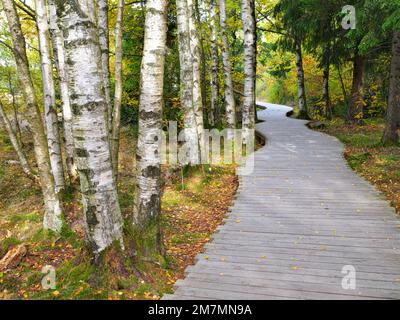 Europe, Allemagne, Bavière, réserve de biosphère de l'UNESCO Rhön, parc naturel bavarois de Rhön, réserve naturelle 'Schwarzes Moor' près de Fladungen, atmosphère d'automne dans la forêt de moures, chemin de bois Banque D'Images