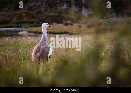 Une oie patagonienne à la Pataia tierra del fuego Banque D'Images