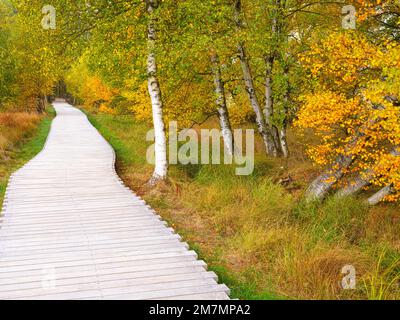 Europe, Allemagne, Bavière, Réserve de biosphère de la Bavière Rhön, Fladungen, Réserve naturelle de Schwarzes Moor, importante tourbière surélevée, piste de planche Banque D'Images