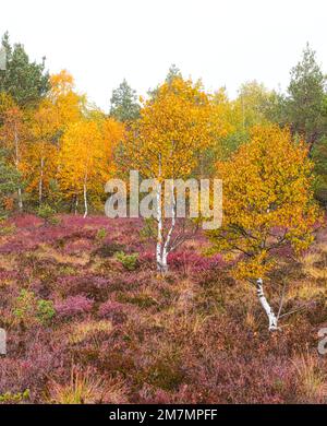 Europe, Allemagne, Bavière, Bavarois Réserve de biosphère de Rhön, Fladungen, Réserve naturelle de Schwarzes Moor, importante tourbière surélevée, bouleaux dans le feuillage d'automne Banque D'Images