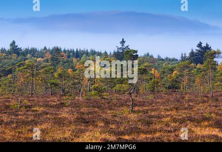 Europe, Allemagne, Bavière, Réserve de biosphère de Rhön bavaroise, Fladungen, Réserve naturelle de Schwarzes Moor, importante tourbière surélevée, Banque D'Images