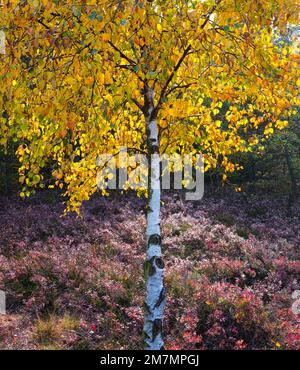 Europe, Allemagne, Bavière, Réserve de biosphère de Rhön bavaroise, Fladungen, Réserve naturelle de Schwarzes Moor, importante tourbière surélevée, Banque D'Images