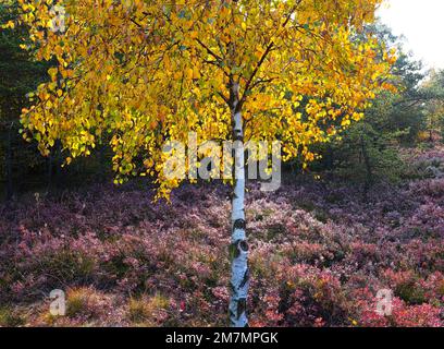 Europe, Allemagne, Bavière, Réserve de biosphère de Rhön bavaroise, Fladungen, Réserve naturelle de Schwarzes Moor, importante tourbière surélevée, Banque D'Images