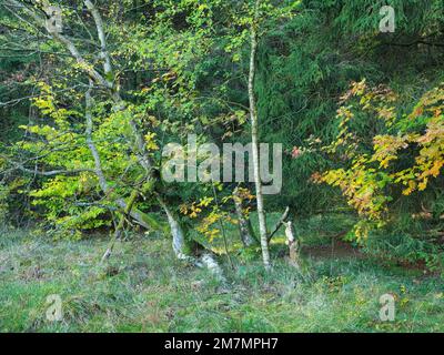 Europe, Allemagne, Bavière, Réserve de biosphère de Rhön bavaroise, Fladungen, Réserve naturelle de Schwarzes Moor, importante tourbière surélevée, Banque D'Images