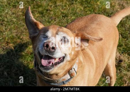 Laboratoire jaune avec un œil jouant à l'extérieur. Pas d'êtres humains. Chien senior, réf Banque D'Images