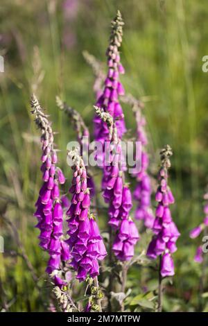 Plante florale de foxglove en zone rurale en Allemagne Banque D'Images