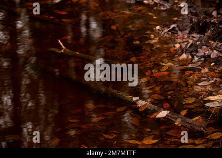 Une rivière dans la forêt, une belle réflexion sur la surface de l'eau claire, une scène d'automne Banque D'Images