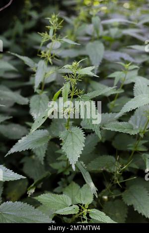 Nettles avec inflorescence en juin en Allemagne Banque D'Images