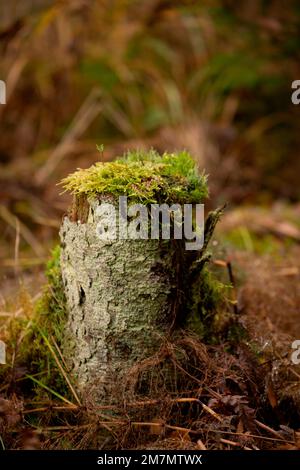 Souche d'arbre couverte de mousse, vieille forêt, automne Banque D'Images