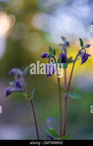 Aquilegia vulgaris hybride 'Black columbine, gros plan dans la nature, bokeh Banque D'Images